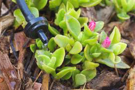 Drip irrigation system in Berkeley waters a succulent