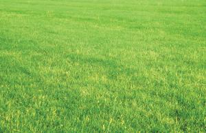 Our Berkeley Irrigation repair team keeps your lawn a pristine green